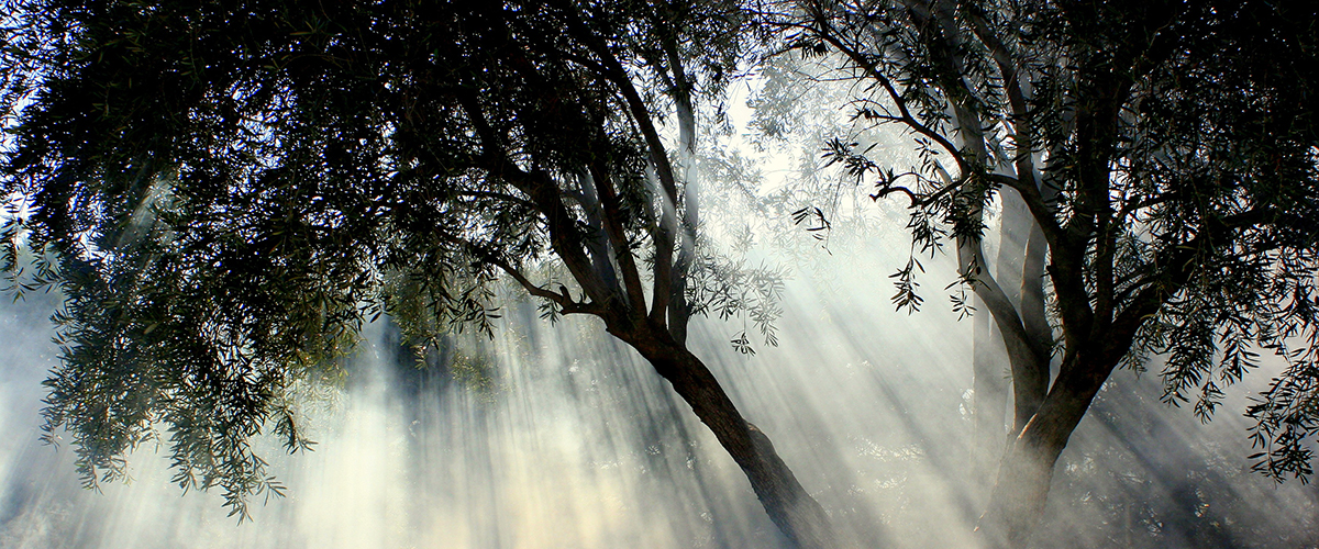 Nature Yoga Philo